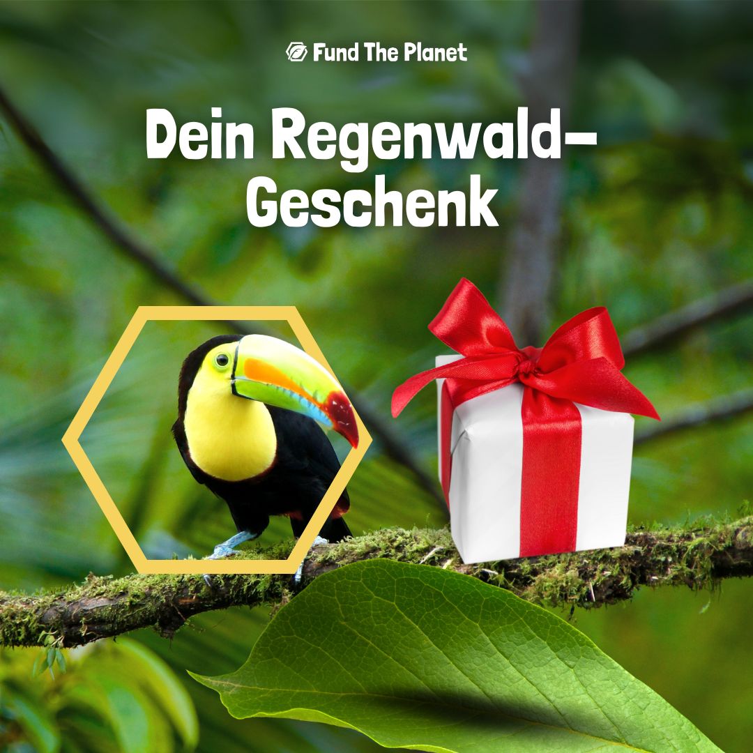 Dein einzigartiges Regenwald-Geschenk