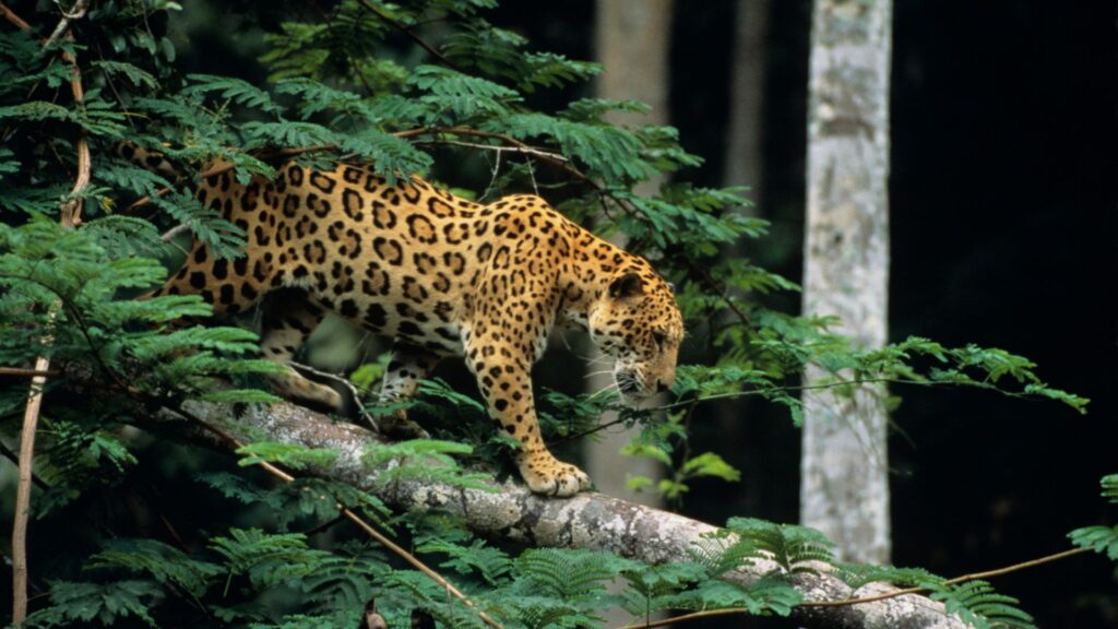 Jaguar im Regenwald des Amazonas gefunden