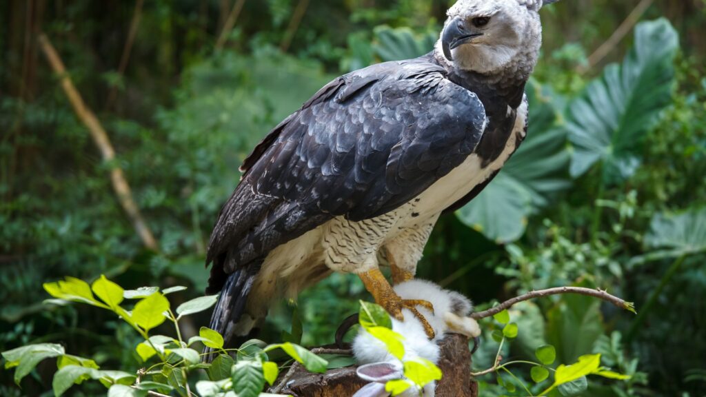 Harpy Eagles found in the Amazon Rainforest