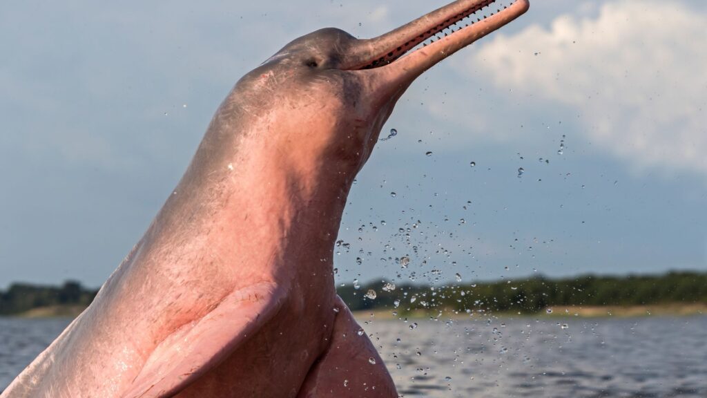 Der Rosa Delfin gilt im brasilianischen Amazonas-Regenwald als geschützt