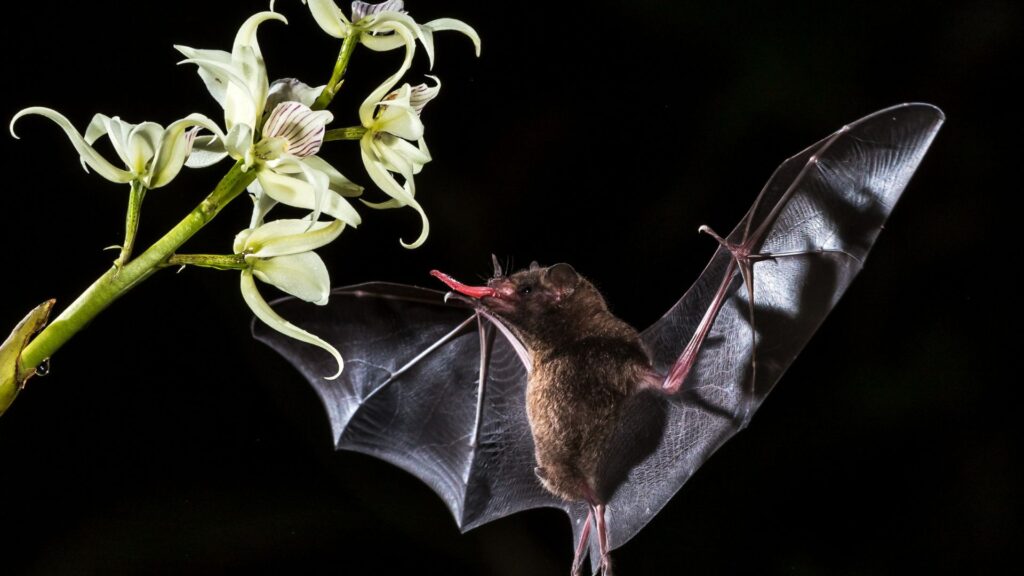 Bestäubungsfledermaus