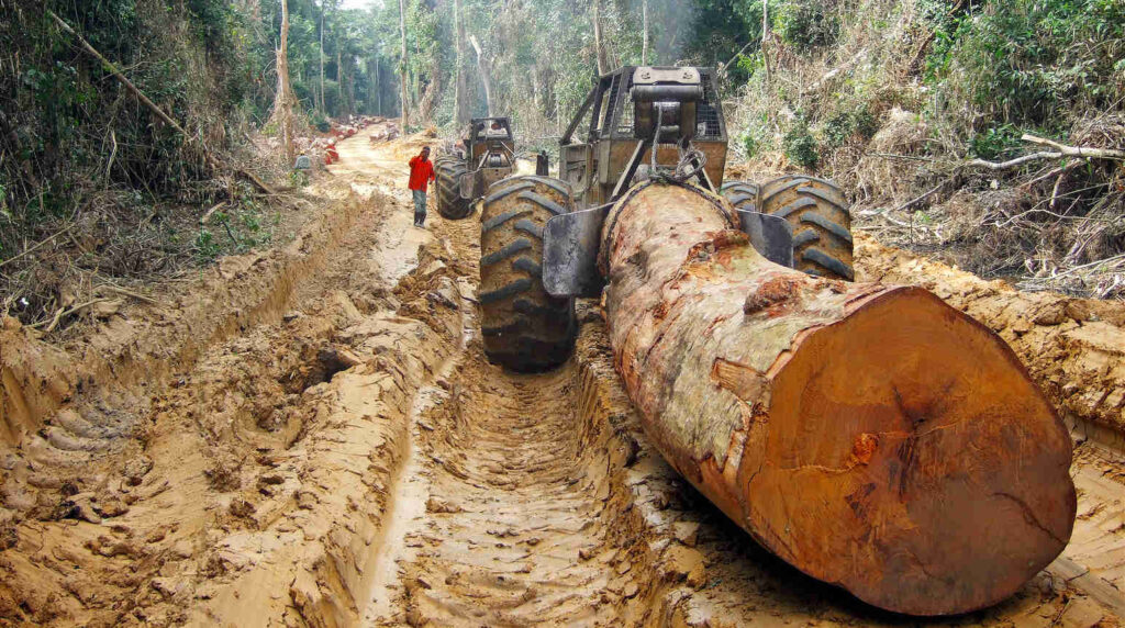 deforestation in the Congo rainforest