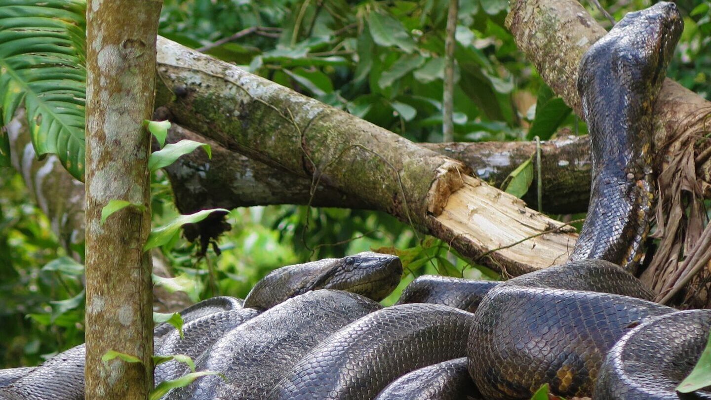 Green Anacondas found in the Amazon rainforest