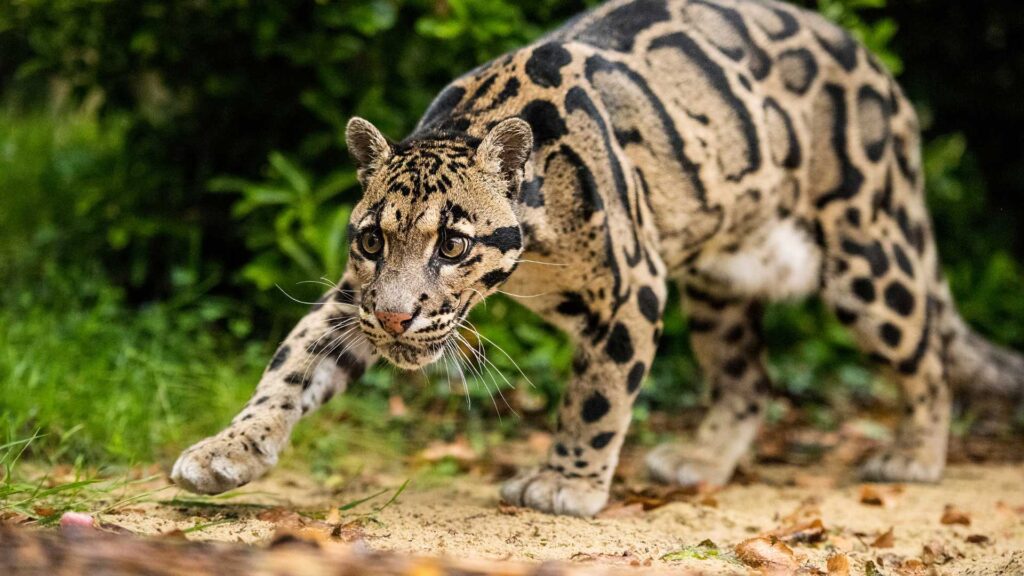 Nebelparder im indonesischen Regenwald