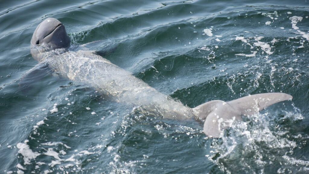  Irrawaddy-Delfin im indonesischen Regenwald