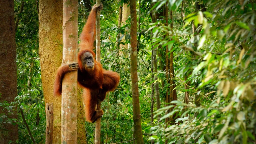 Orang-Utan im indonesischen Regenwald