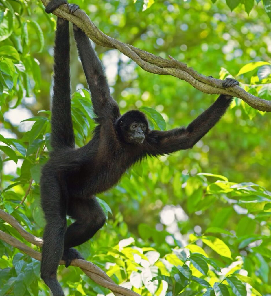 Primate biodiversity in the Peruvian amazon
